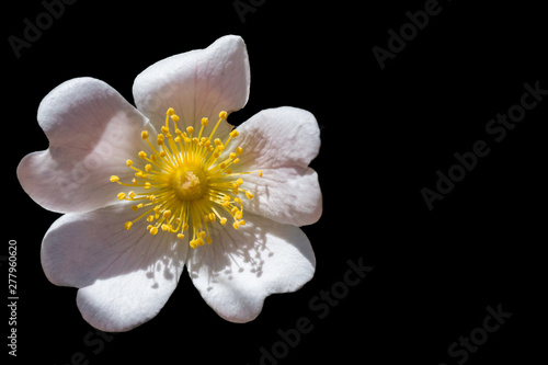 Smallflower sweetbrier flower isolated on black photo