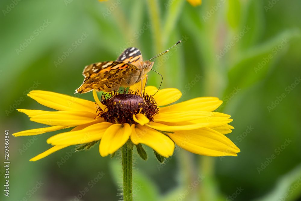 Butterfly Vanessa cardui sits on a yellow flower and drinks nectar with its proboscis. Butterfly Vanessa cardui sits on a yellow flower and drinks nectar with its proboscis.