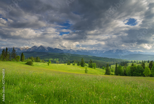 spring green mountain meadow, panorama of the mountains