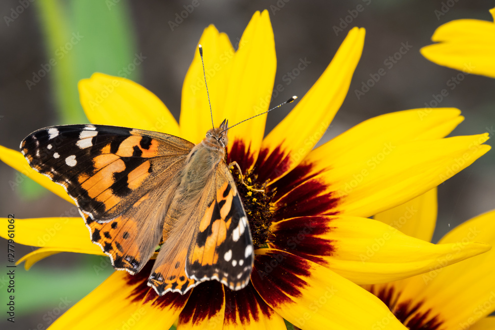 Butterfly Vanessa cardui sits on a yellow flower Butterfly Vanessa cardui sits on a yellow flower
