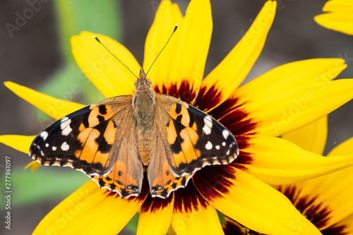 Butterfly Vanessa cardui sits on a yellow flower