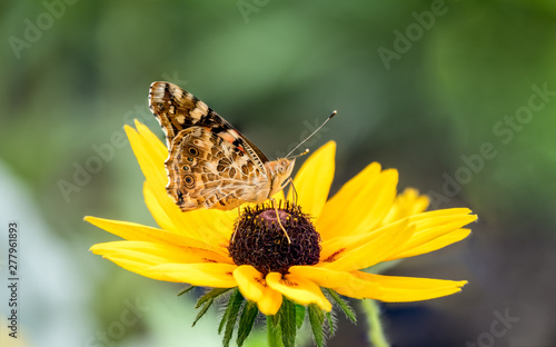 Butterfly Vanessa cardui sits on a yellow flower and drinks nectar with its proboscis. © Dmitrii Potashkin