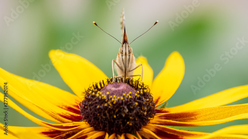 Bild auf Leinwand A big-eyed Vanessa cardui butterfly sits on a yellow flower and drinks nectar with its proboscis