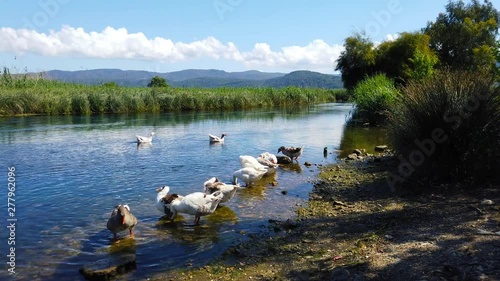 A gaggle of stray geese resting at an Aegean riverbank. Shot and presented at 60 fps. photo