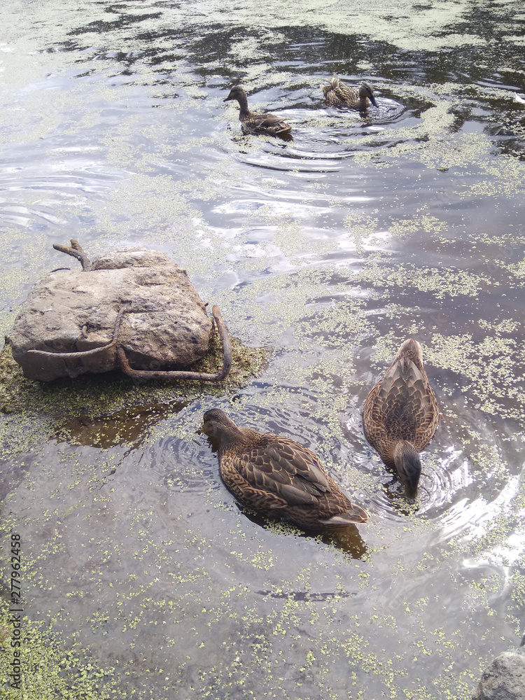 ducks drink water and swim