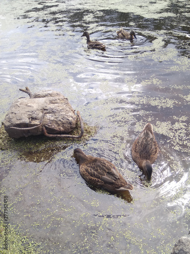 Obraz na płótnie ducks drink water and swim w salonie