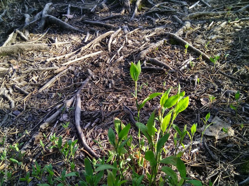 ground and tree roots in the forest