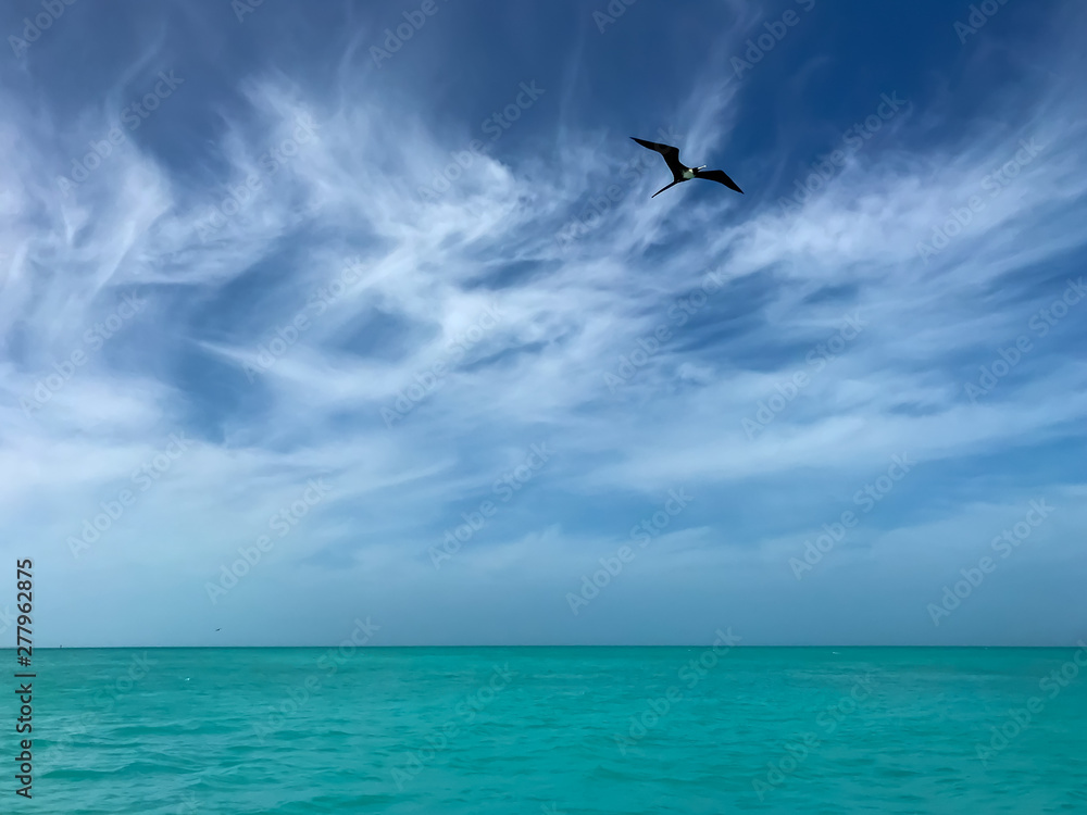 Female Frigatebird soaring in the sky above aqua colored ocean