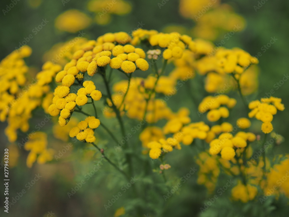 Obraz premium Yellow tansy flowers Tanacetum vulgare, common tansy, bitter button, cow bitter, or golden buttons in the green summer meadow. Wildflowers.