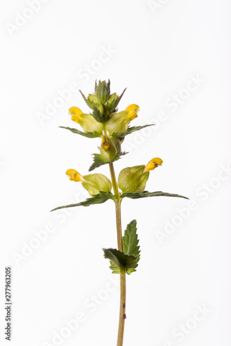 Yellow Rattle - Rhinanthus minor