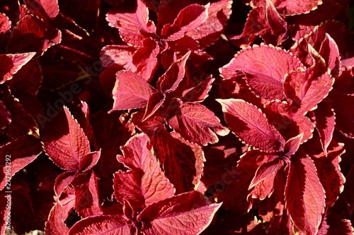 red nettle leaves