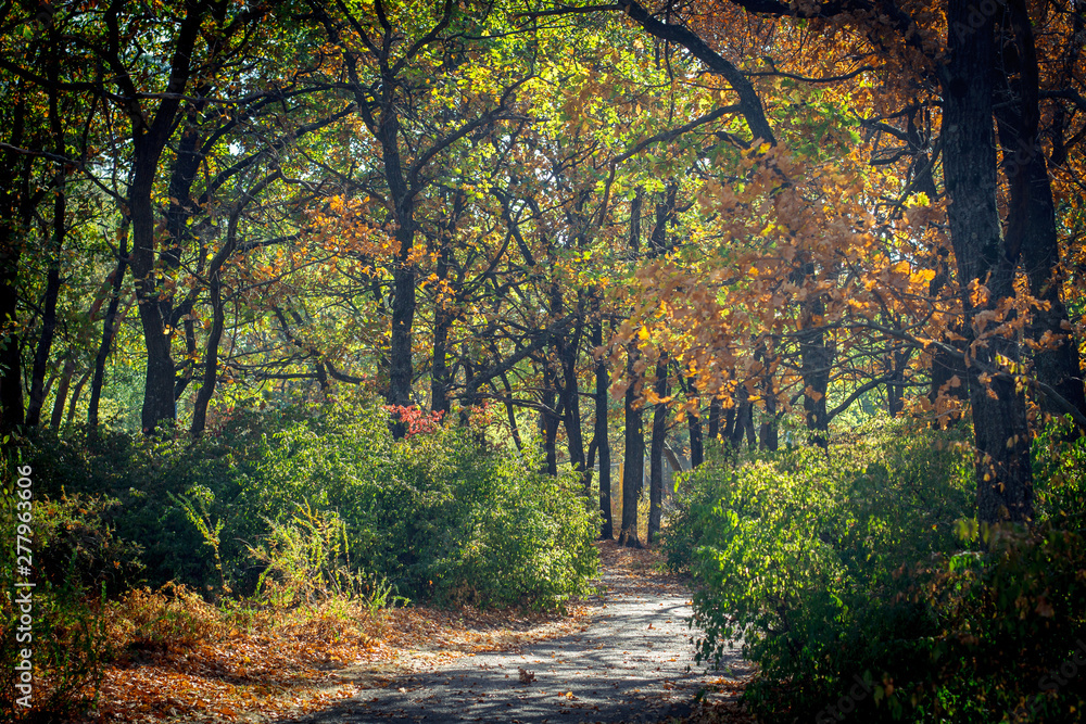 an asphalt walkway in the park among green and orange trees on a bright sunny day an asphalt walkway in the park among green and orange trees on a bright sunny day