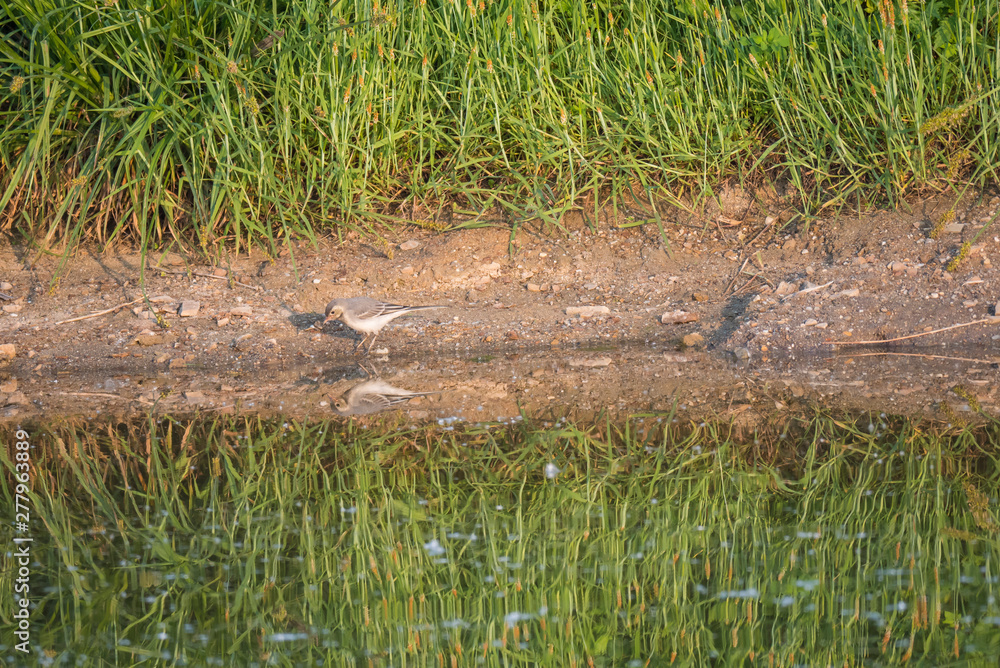 Obraz premium Female White Wagtail Motacilla alba standing on shore of water pond with green grass reeds, with water reflection. Prague, Piskovna, Czech Republic