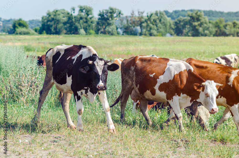 Dirty cows graze in a field on green grass