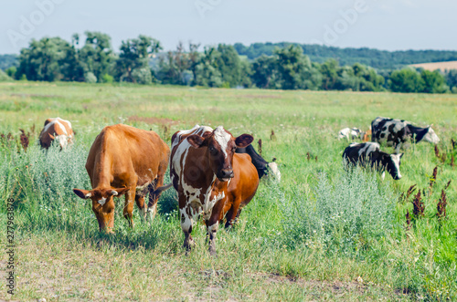 Dirty cows graze in a field on green grass