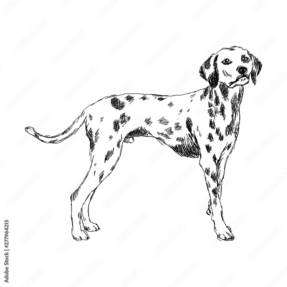 Dalmatian dog breed isolated on white background. Hand sketch.