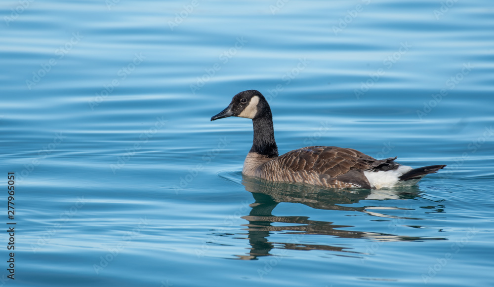 Fototapeta premium Canada Goose