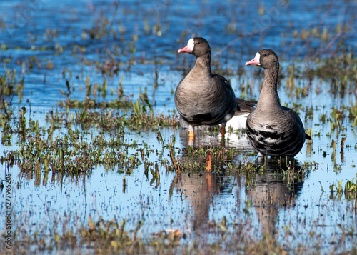 Greater White-fronted Goose