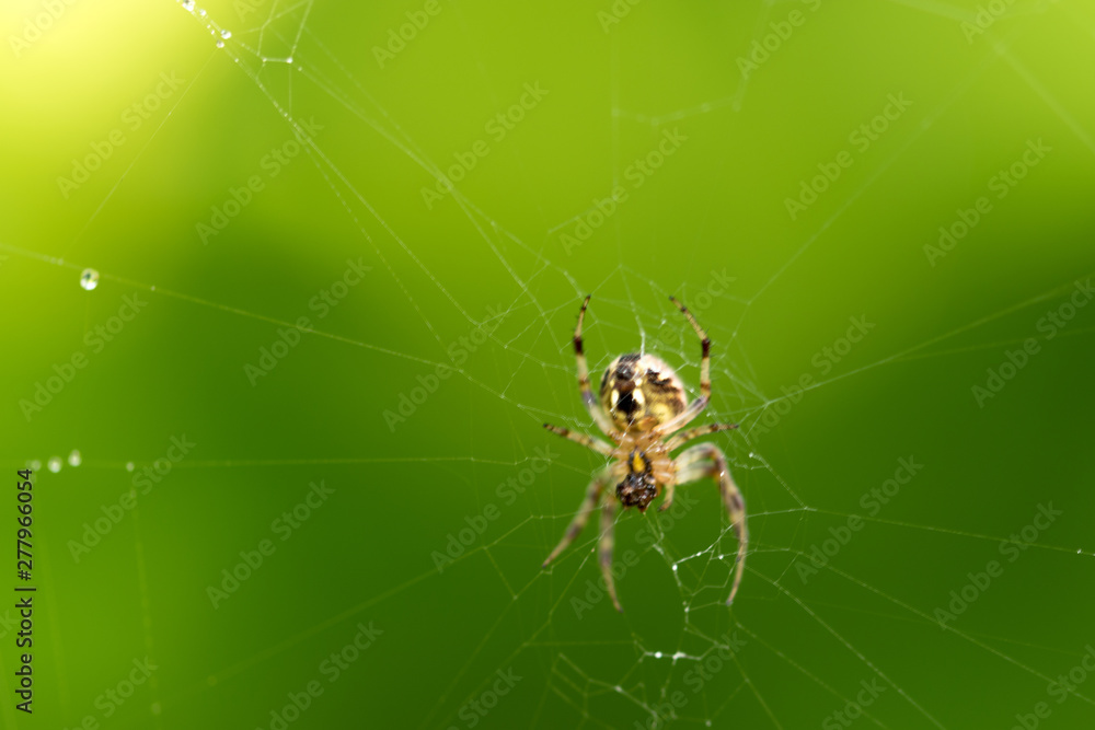 a perfect spider web picture, captured after heavy rain, finally spider resting at her home-spiderweb a perfect spider web picture, captured after heavy rain, finally spider resting at her home-spiderweb