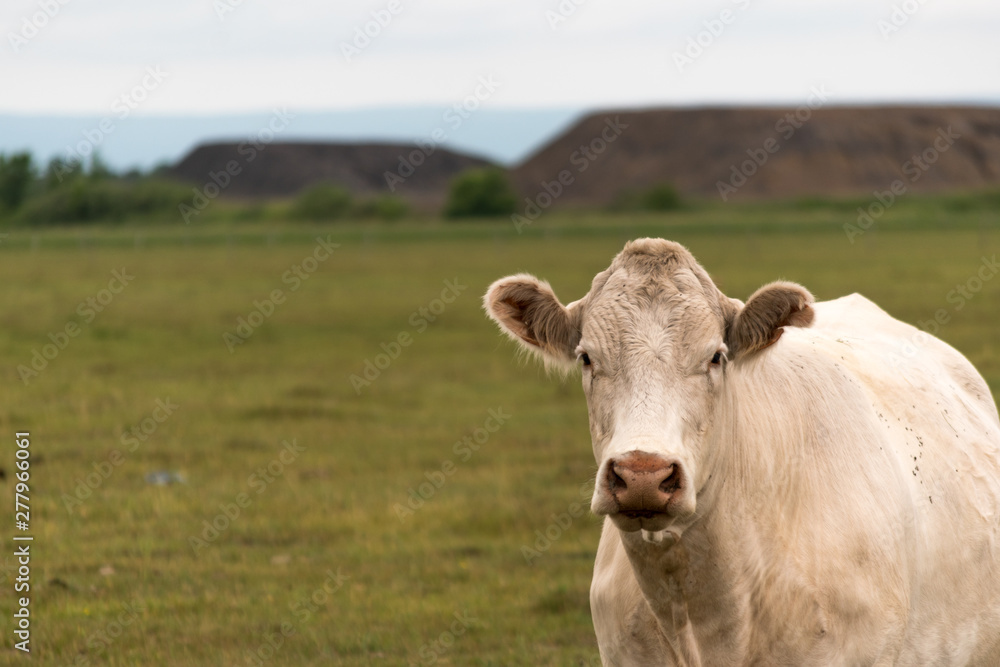 White brown cow standing in a green field perfect picture for dairy farm advertisement White brown cow standing in a green field perfect picture for dairy farm advertisement