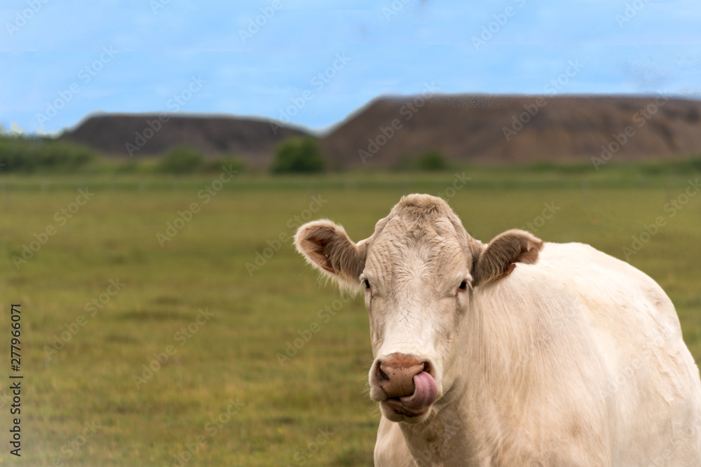 White brown cow standing in a green field perfect picture for dairy farm advertisement White brown cow standing in a green field perfect picture for dairy farm advertisement