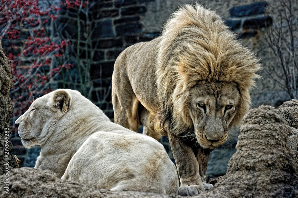Mostly full body image of a demale and male lion with the female lying down and the male walking towards the camera. Mostly full body image of a demale and male lion with the female lying down and the male walking towards the camera.