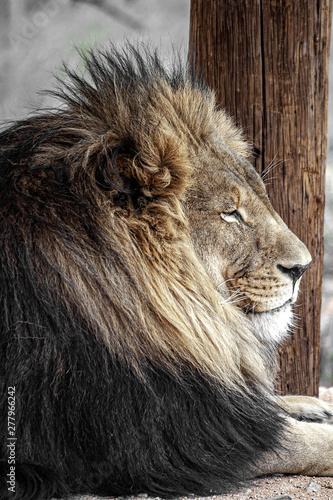 Fototapeta Naklejka Na Ścianę i Meble -  Close up of lion face looking right