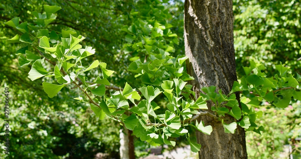 beautiful outdoor plants and trees beautiful outdoor plants and trees