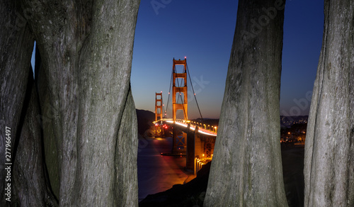 The Golden Gate Bridge framed by Cypress Trees on a summer clear night sky. California Coastal Trail, The Presidio, San Francisco, California, USA.