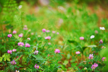 Closeup of various green plants and flowers growing in Finnish forests or countryside