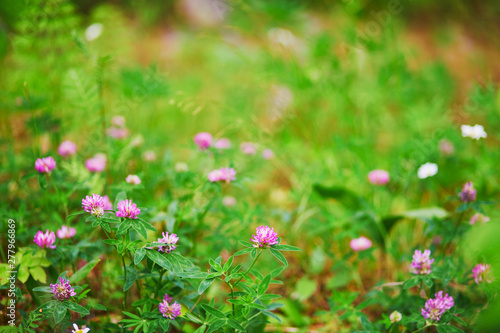 Fototapeta Naklejka Na Ścianę i Meble -  Closeup of various green plants and flowers growing in Finnish forests or countryside