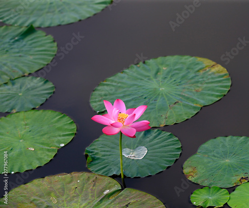 Blooming lotus, in the pond