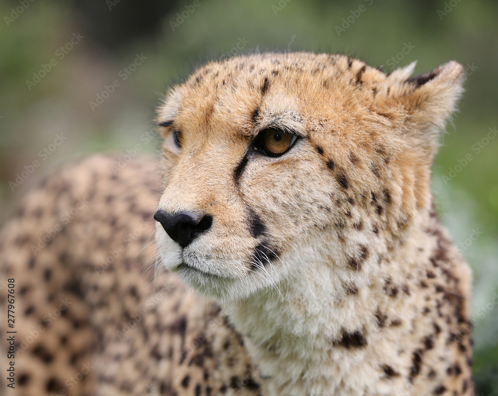 cheetah portrait with natural background cheetah portrait with natural background