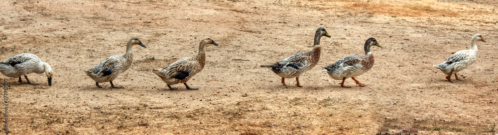 Welsh Harlequin ducks walking in the barnyard. Welsh Harlequin ducks walking in the barnyard.