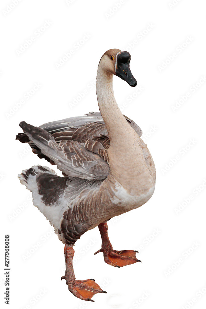 chinese goose isolated on white background chinese goose isolated on white background