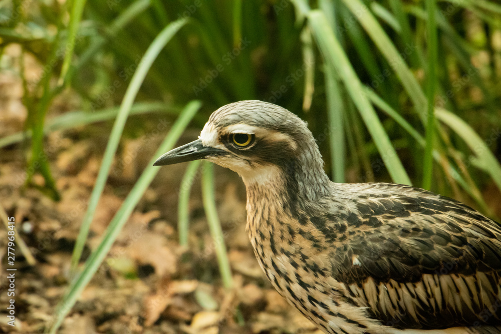 Close up of a bird with black beak Close up of a bird with black beak