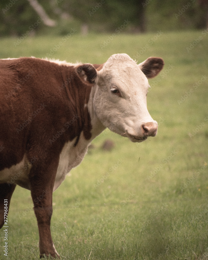 Cow in Field 