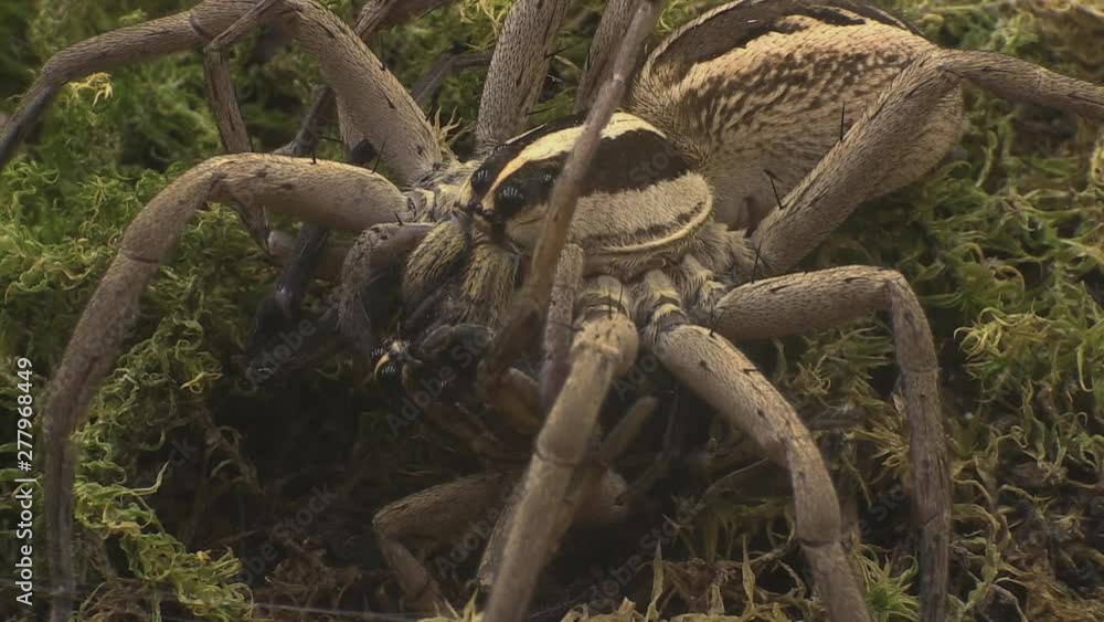 Female wolfspider kills and eats male 1221 10 Female wolfspider kills and eats male 1221 10