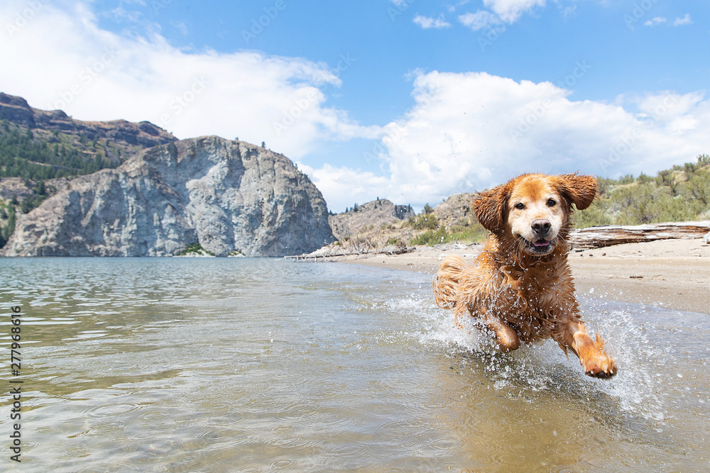 Happy golden retriever dog running fast and splashing in lake water