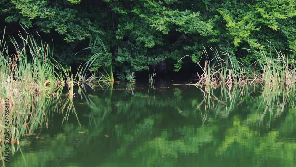 Mountain lake and deep green forest Mountain lake and deep green forest