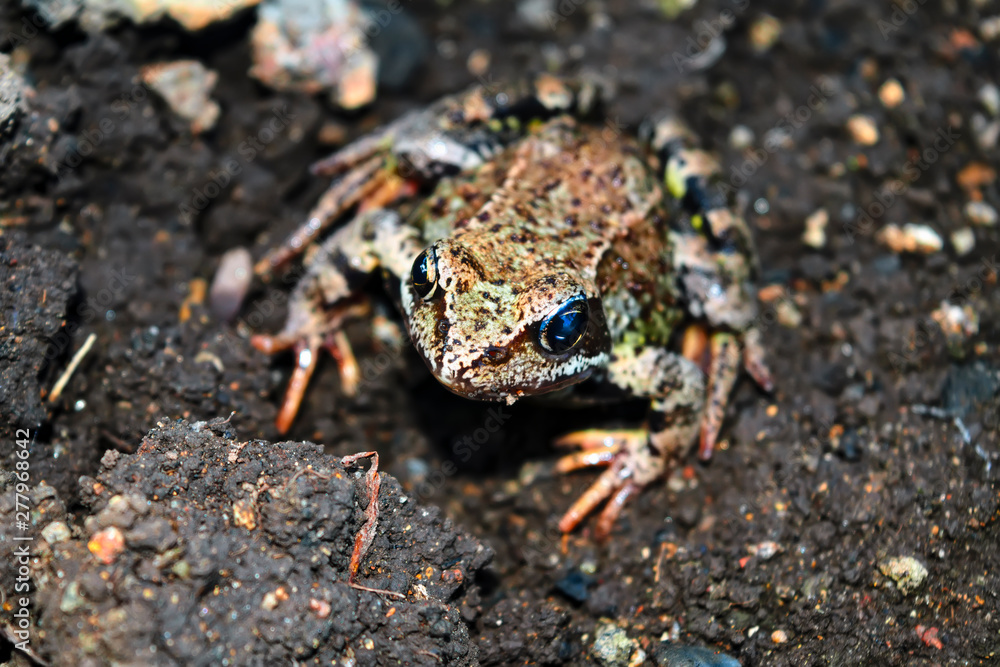 Earthen frog. Earthen frog sits on the ground and looking at the camera. Earthen frog. Earthen frog sits on the ground and looking at the camera.