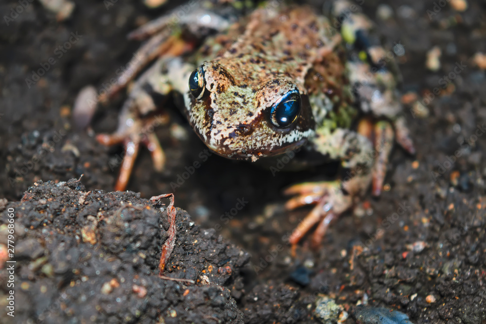 Obraz premium Earthen frog. Earthen frog sits on the ground and looking at the camera.