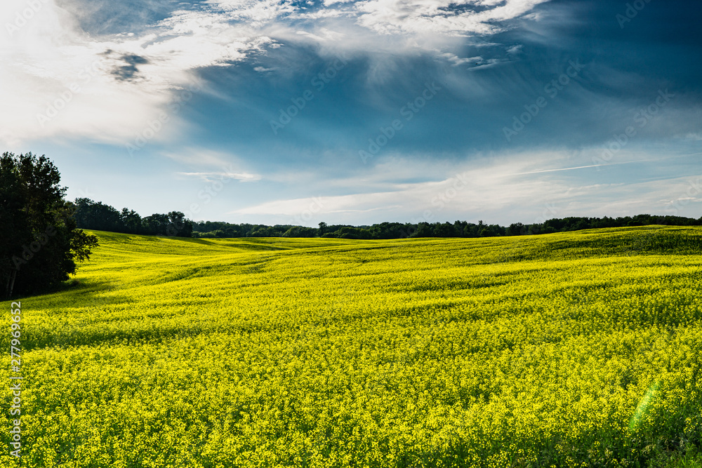 Fototapeta premium Bright yellow canola field with bold blue cloudy skies