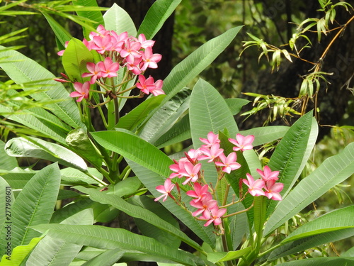 The Beautiful Pink Flowers of a Plumeria Ruba Tree in Orlando in Florida! photo