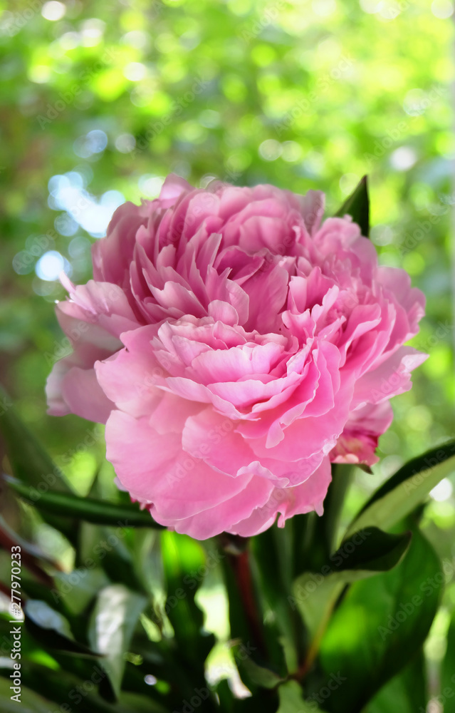 Pink peony on the background of summer greens