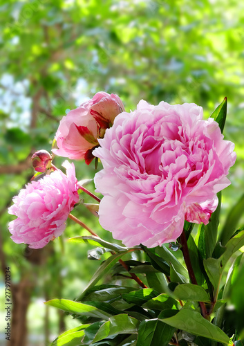 Bouquet of lush pink peonies on the background of summer greens
