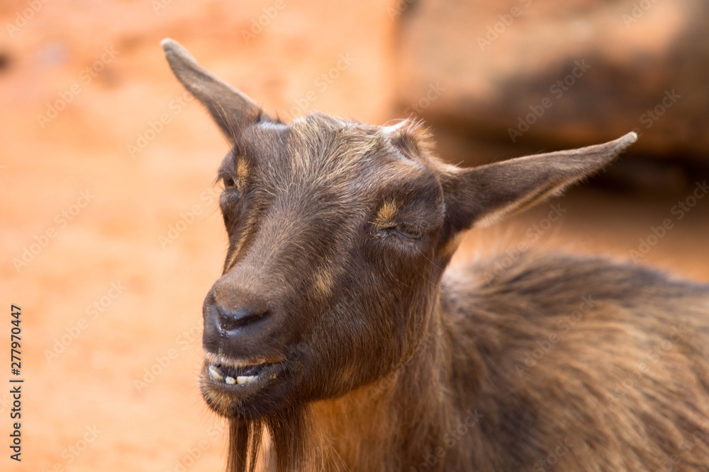 Silly Brown Goat 