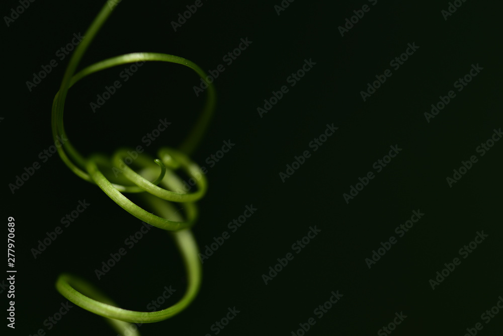 spirale aus Pflanzenfasern vor dunklem Hintergrund spirale aus Pflanzenfasern vor dunklem Hintergrund