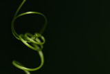 spirale aus Pflanzenfasern vor dunklem Hintergrund