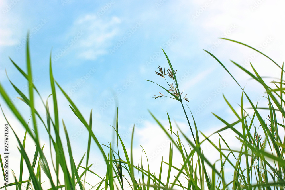 Meadows and sky backdrop.